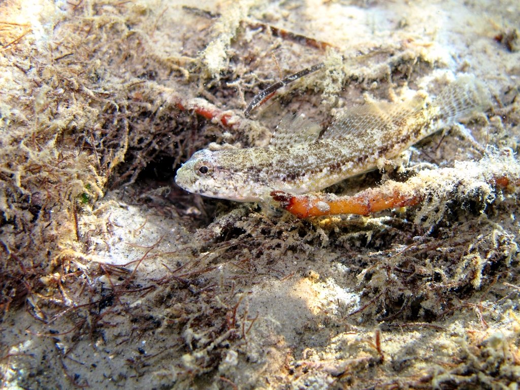 Gobius couchi (Miller & El-Tawil, 1974)